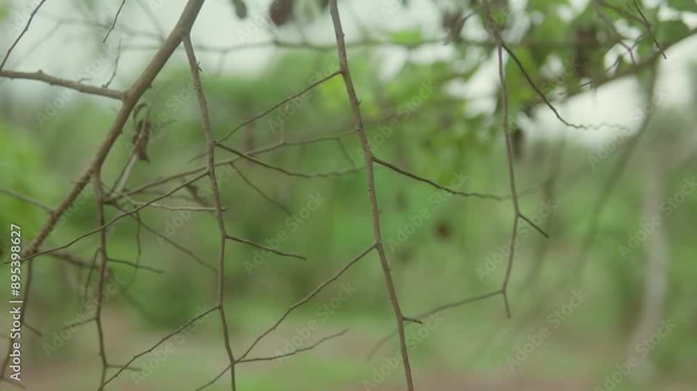 Poster branches of a tree with sparse leaves in a serene forest