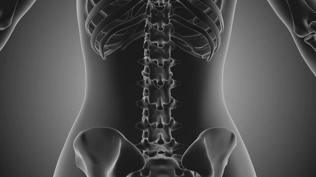 Medical animation of lumbar spine bones and back pain