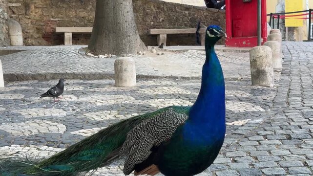 Beautiful blue peacocks and pigeons wandering around the pavement.