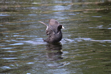 Coot With Wings Open, Pylypow Wetlands, Edmonton, Alberta