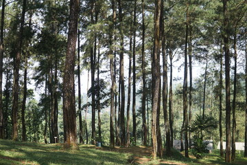 Pinewood forest