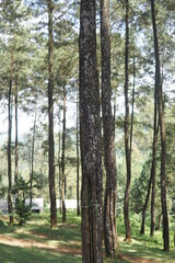 Obraz premium Pinewood forest