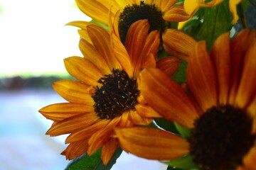 grupo de girasoles amarillos y anaranjados, mezclados con sus hojas verdes, y también se pueden ver las semillas