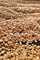 Close up of coffee beans drying in the sun           