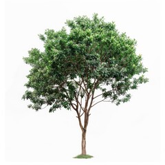 Obraz premium Lush Green Tree Isolated on White Background with Detailed Foliage and Branches