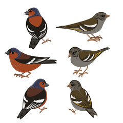 Fototapeta premium vector drawing bird, chaffinch, hand drawn , isolated nature design element