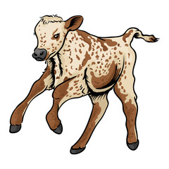 calf on a separate white background