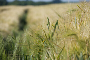 Fototapeta premium Close-up of a green barley plant growing in a field on a sunny day