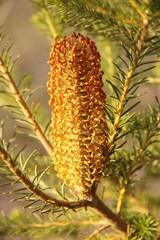 Fototapeta premium Close-up of Banksia ericifolia (Heath Banksia) inflorescence on shrub. Australian native plant.