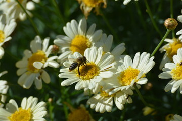 foto macro de una abeja sobre un conjunto de margaritas blancas al sol