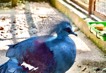 Victoria crowned pigeon or Mambruk victoria bird with blue feathers and red eyes animal isolated on horizontal zoo habitat net cage and sand ground background.