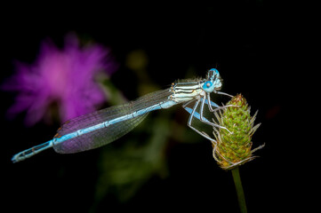 Macro shot of a blue damselfly on a plant.