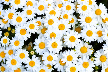 満開に咲くマーガレットの花