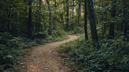 Fototapeta premium Pathway through dense forest with tall trees and greenery on both sides