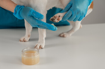 A veterinarian applies wax to the paws of a Jack Russell Terrier dog.