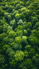 Lush Green Canopy of Flourishing Forest Landscape Viewed from Above in Scenic Aerial Drone Shot