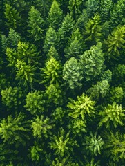 Fototapeta premium Lush Green Canopy of Coniferous and Deciduous Forest from Aerial Drone View