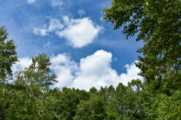 真夏の風景　木々の間から見える青空