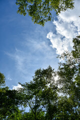 真夏の風景　木々の間から見える青空