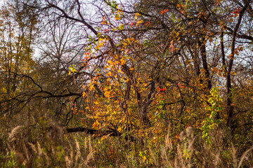 Colorful view of autumn nature, sprawling tree with yellow foliage