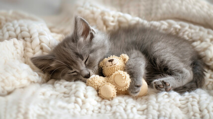 Fluffy Kitten Sleeping with Teddy Bear on Soft Blanket