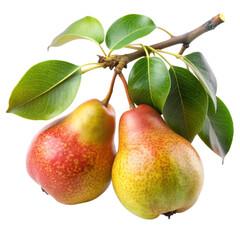 pear