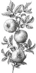 branch of persimmon ,  White background, drawing of persimmon 