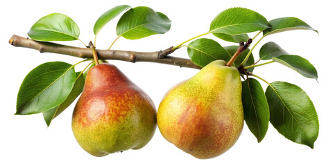 pear