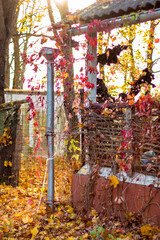 Scenic view of the corner of a rural house covered in colorful thickets. Virginia creeper (Parthenocissus quinquefolia) on the facade of the building