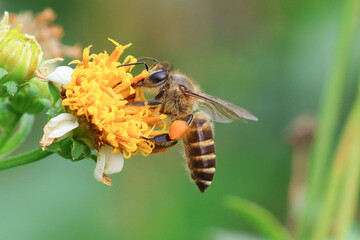 Worker bees are searching for nectar in wild flowers makes the pollen of flowers stick to the body. and helps in pollinating