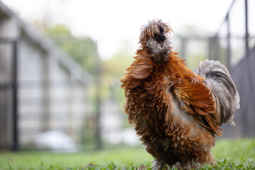 Silkie is a breed of chicken named for its atypically fluffy plumage.also known as the Silky or Chinese silk chicken