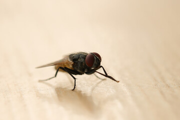 Fly or housefly looking for food. Flies are carriers of various diseases such as food poisoning, dysentery, cholera.