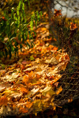 A fallen mesh fence littered with fallen maple leaves in autumn