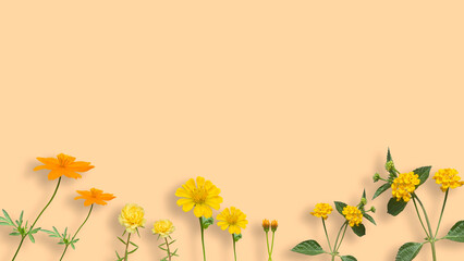 yellow flower on yellow background or wall, cute spring background concept