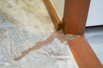 Group of the small termite pest insect destroy timber build up the tunnel on ground floor, termites damaged wood interior furniture window and door frame in house building structure need renovation