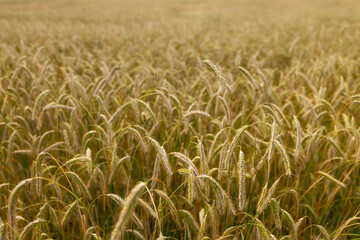 golden wheat field