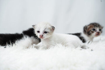 Cute kitten sleeping, yawning and lazing on a white rasfur carpet. International cat day concept.
