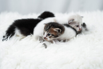 Cute kitten sleeping, yawning and lazing on a white rasfur carpet. International cat day concept.