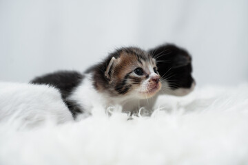 Cute kitten sleeping, yawning and lazing on a white rasfur carpet. International cat day concept.