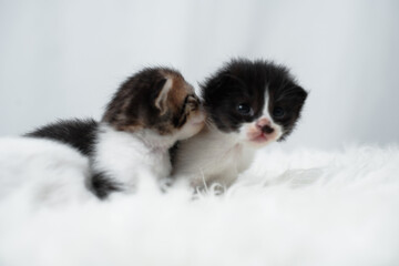 Cute kitten sleeping, yawning and lazing on a white rasfur carpet. International cat day concept.