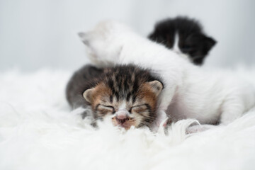 Cute kitten sleeping, yawning and lazing on a white rasfur carpet. International cat day concept.