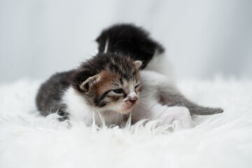 Cute kitten sleeping, yawning and lazing on a white rasfur carpet. International cat day concept.