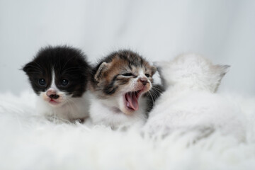 Cute kitten sleeping, yawning and lazing on a white rasfur carpet. International cat day concept.