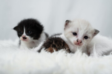 Fototapeta premium Cute kitten sleeping, yawning and lazing on a white rasfur carpet. International cat day concept.