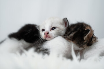 Cute kitten sleeping, yawning and lazing on a white rasfur carpet. International cat day concept.
