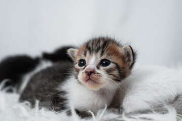 Cute kitten sleeping, yawning and lazing on a white rasfur carpet. International cat day concept.