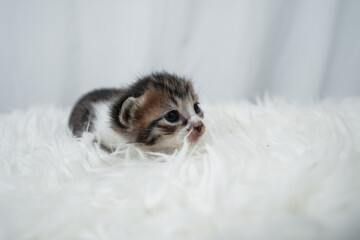 Cute kitten sleeping, yawning and lazing on a white rasfur carpet. International cat day concept.