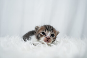 Cute kitten sleeping, yawning and lazing on a white rasfur carpet. International cat day concept.