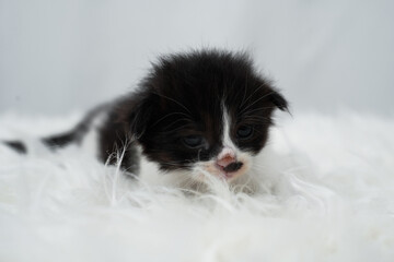 Cute kitten sleeping, yawning and lazing on a white rasfur carpet. International cat day concept.