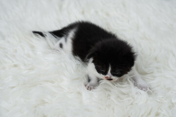 Cute kitten sleeping, yawning and lazing on a white rasfur carpet. International cat day concept.